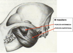 Que es la miositis y por qué debemos cuidar este aspecto